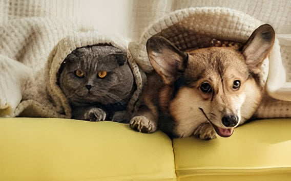 Making Pets Feel At Home