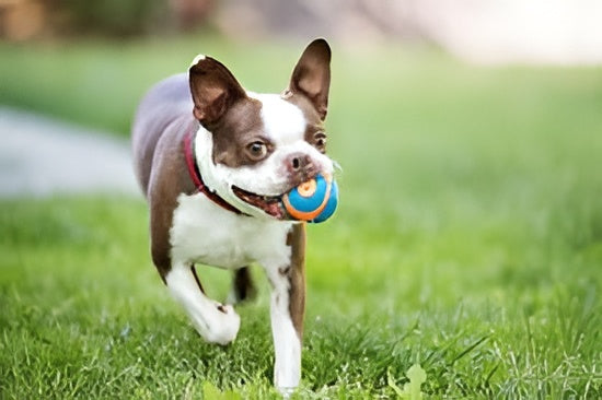 The Importance Of Daily Play
