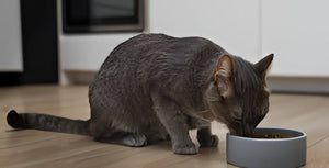Feeding Habits That Matter